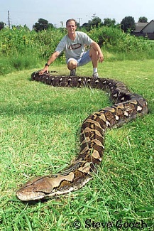 De langste slang ter wereld kan wel 10 worden Meesterbrein